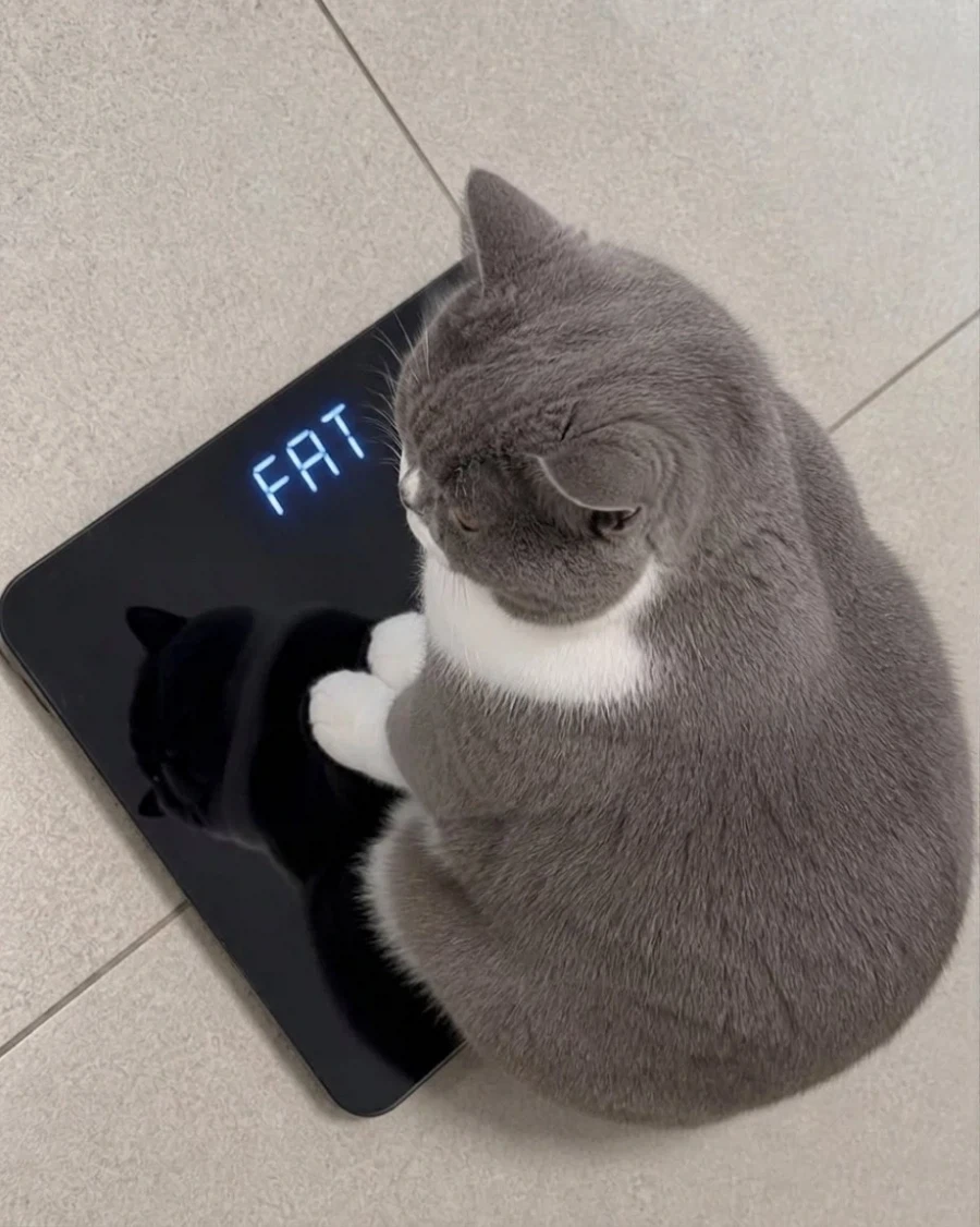 돼냥이_1.webp