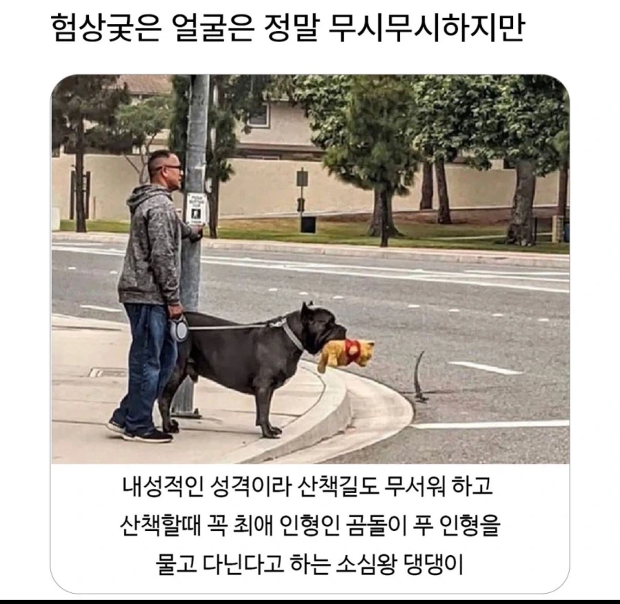 소심해서 인형이 있어야 하는 댕댕이_1.webp