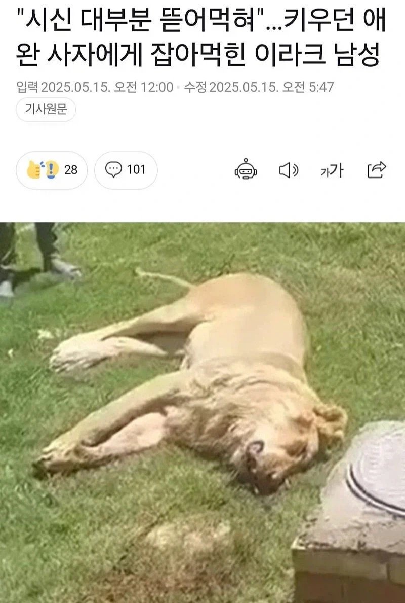 다큰 사자 키우려다 잡아먹힌 사람.jpg_1.webp