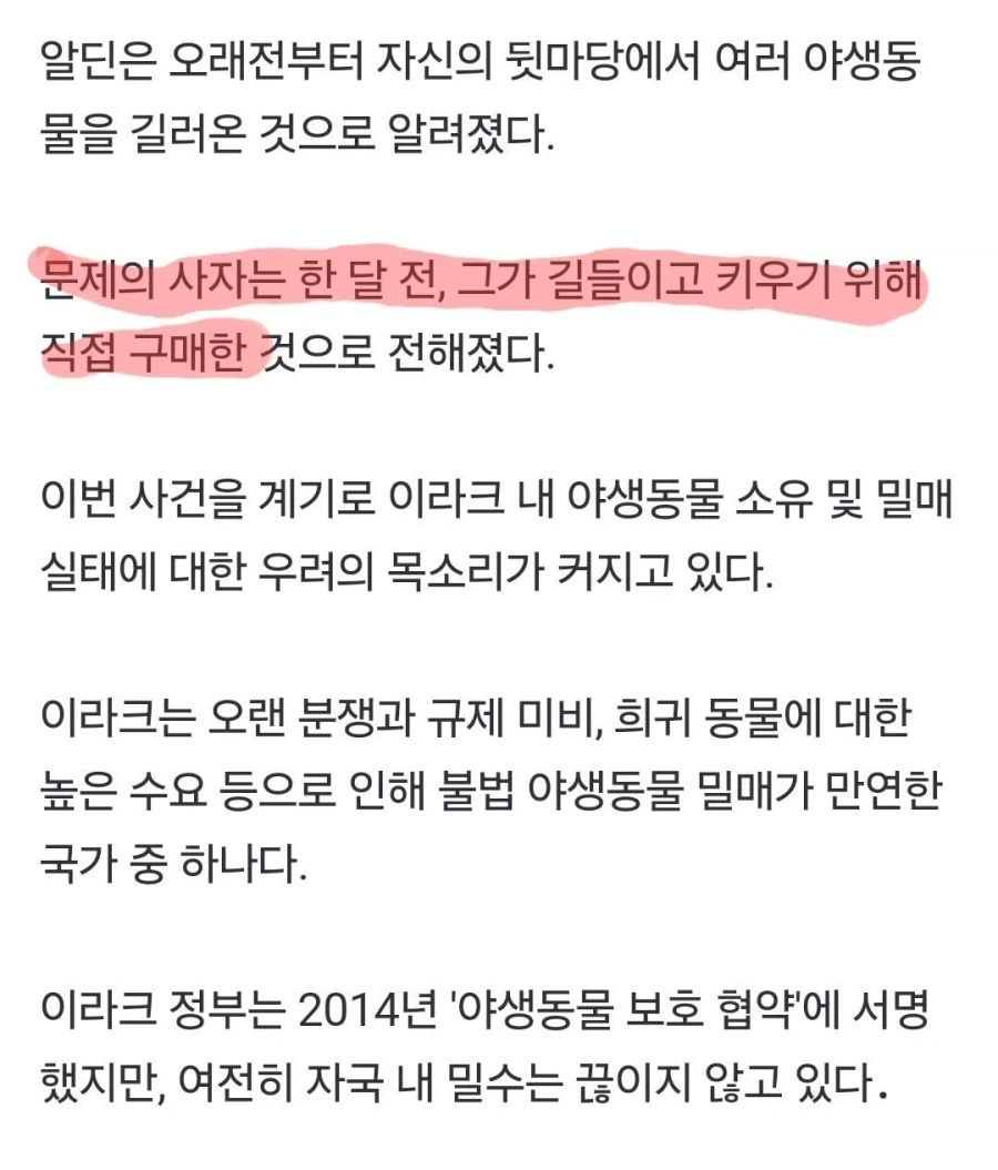 다큰 사자 키우려다 잡아먹힌 사람.jpg_3.webp