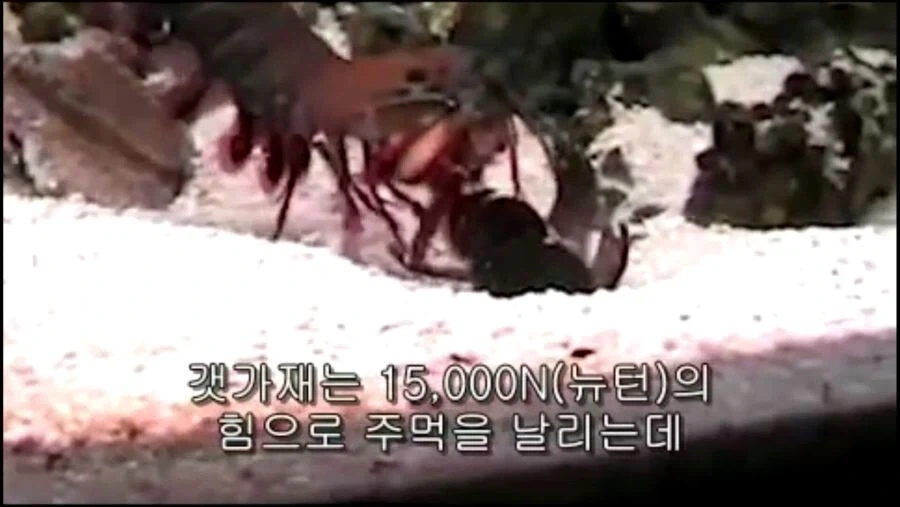 갯가재의 놀라운 펀치력_1.webp