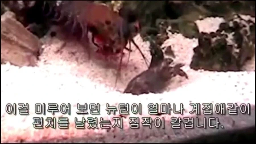 갯가재의 놀라운 펀치력_2.webp
