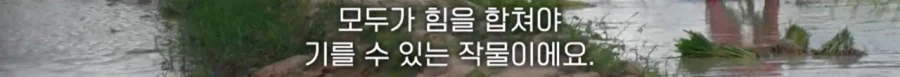 스타벅스에서 관찰된 쌀 문화권 vs 밀 문화권의 차이_12.webp