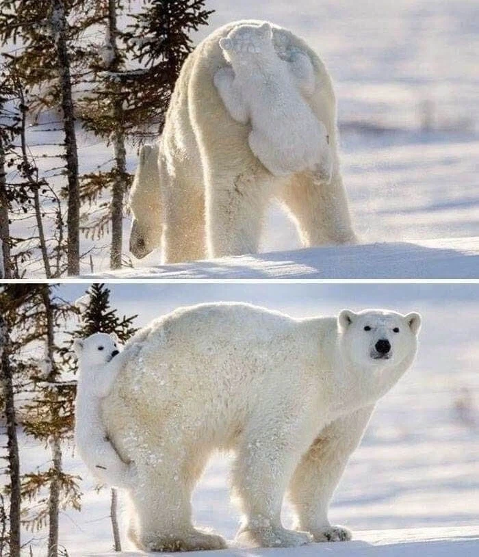 북극곰 2마리를 본 디씨인사이드의 귀인_1.webp