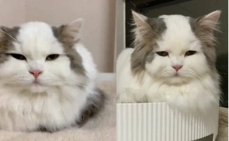 뭔가 연륜이 느껴지는 고양이.jpg_1.webp