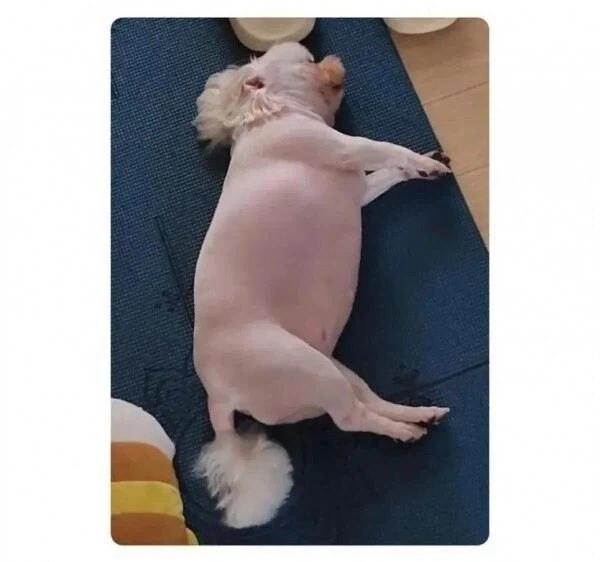 너무 살쪄서 털이라도 깎아 본 견주_2.webp
