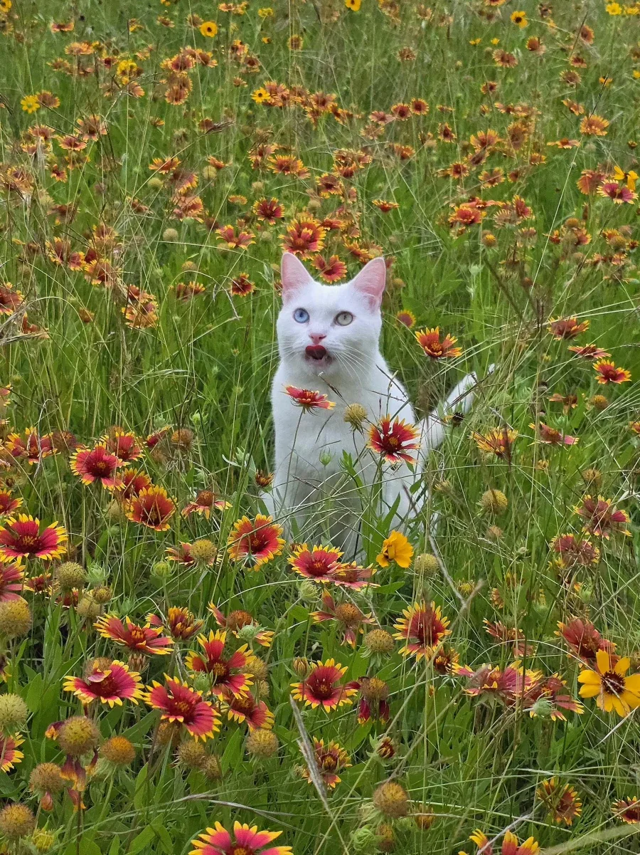 꽃밭에 간 고양이_1.webp