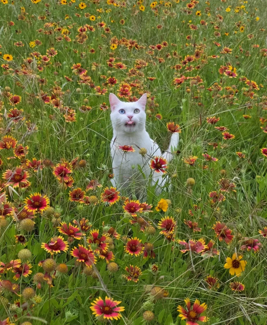 꽃밭에 간 고양이_2.webp