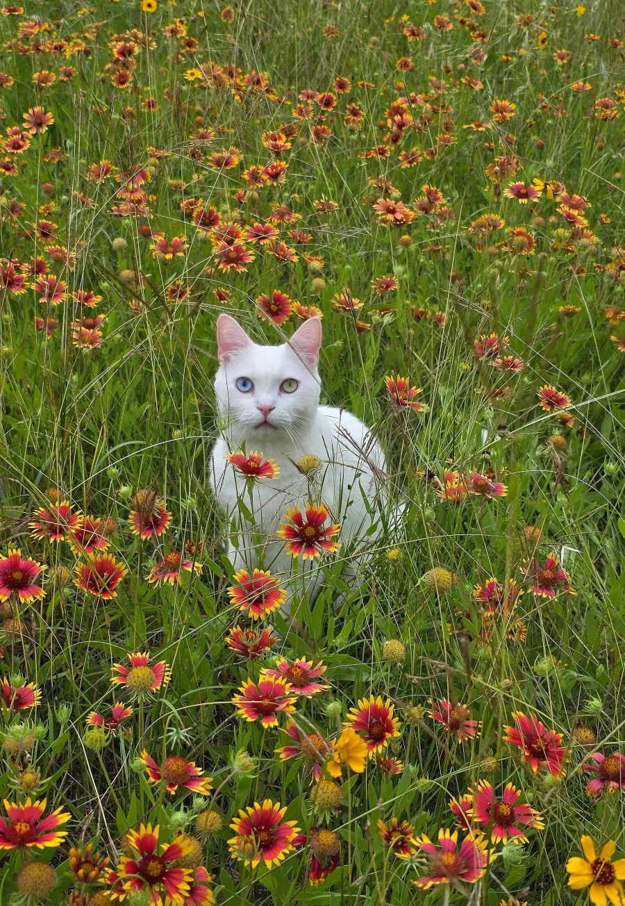 꽃밭에 간 고양이_3.webp