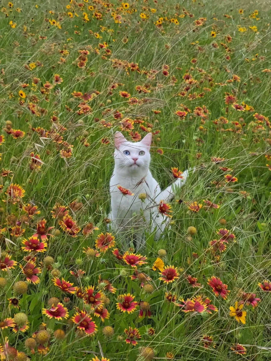 꽃밭에 간 고양이_4.webp