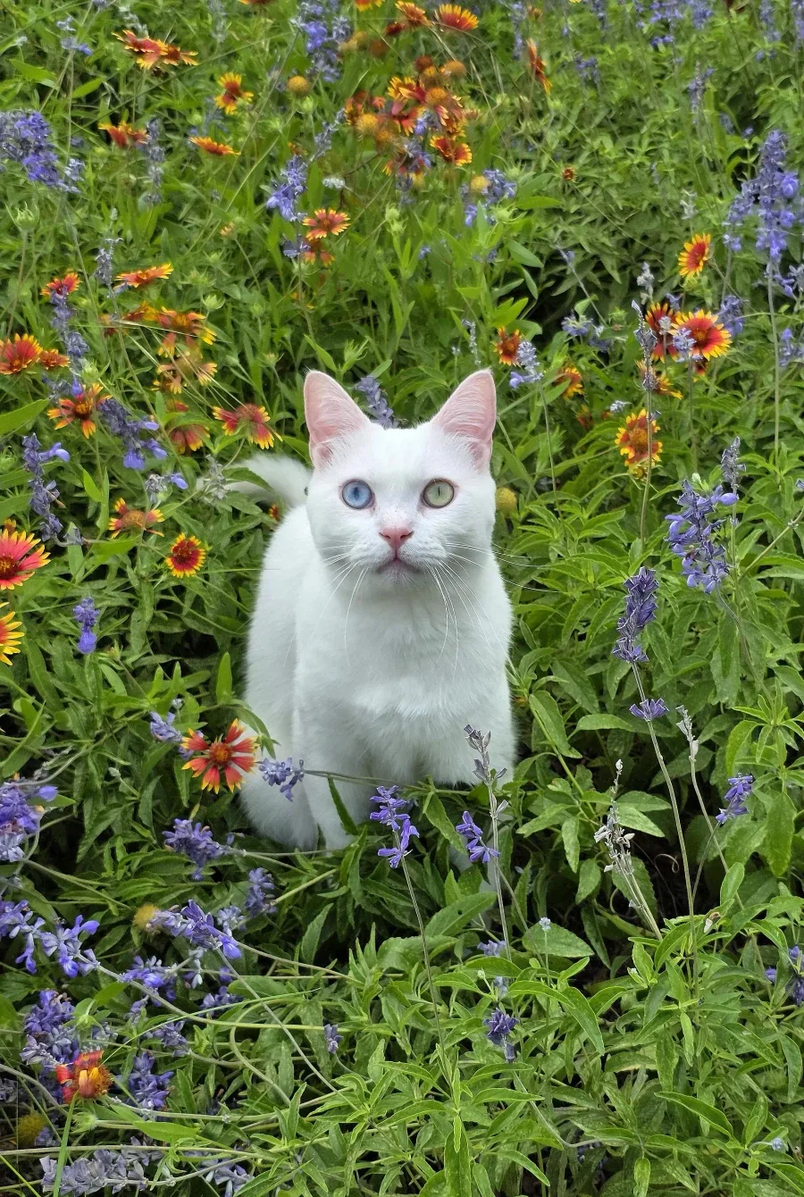 꽃밭에 간 고양이_5.webp