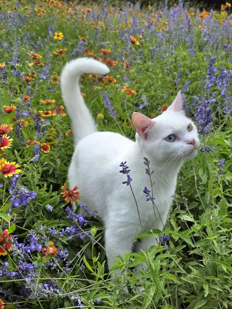 꽃밭에 간 고양이_7.webp