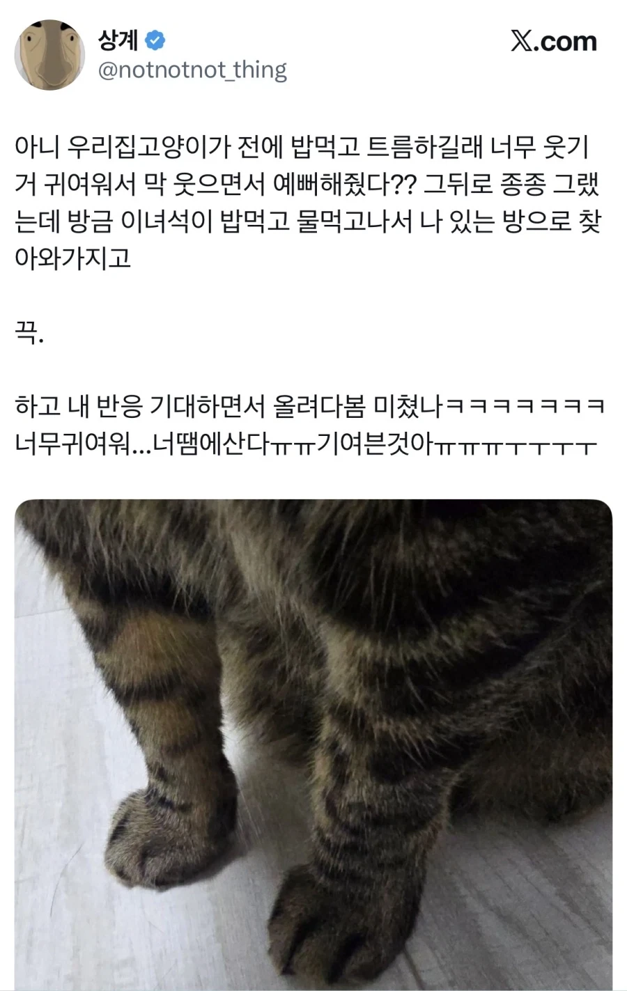 트름했다가 칭찬 들은 고양이.jpg_1.webp