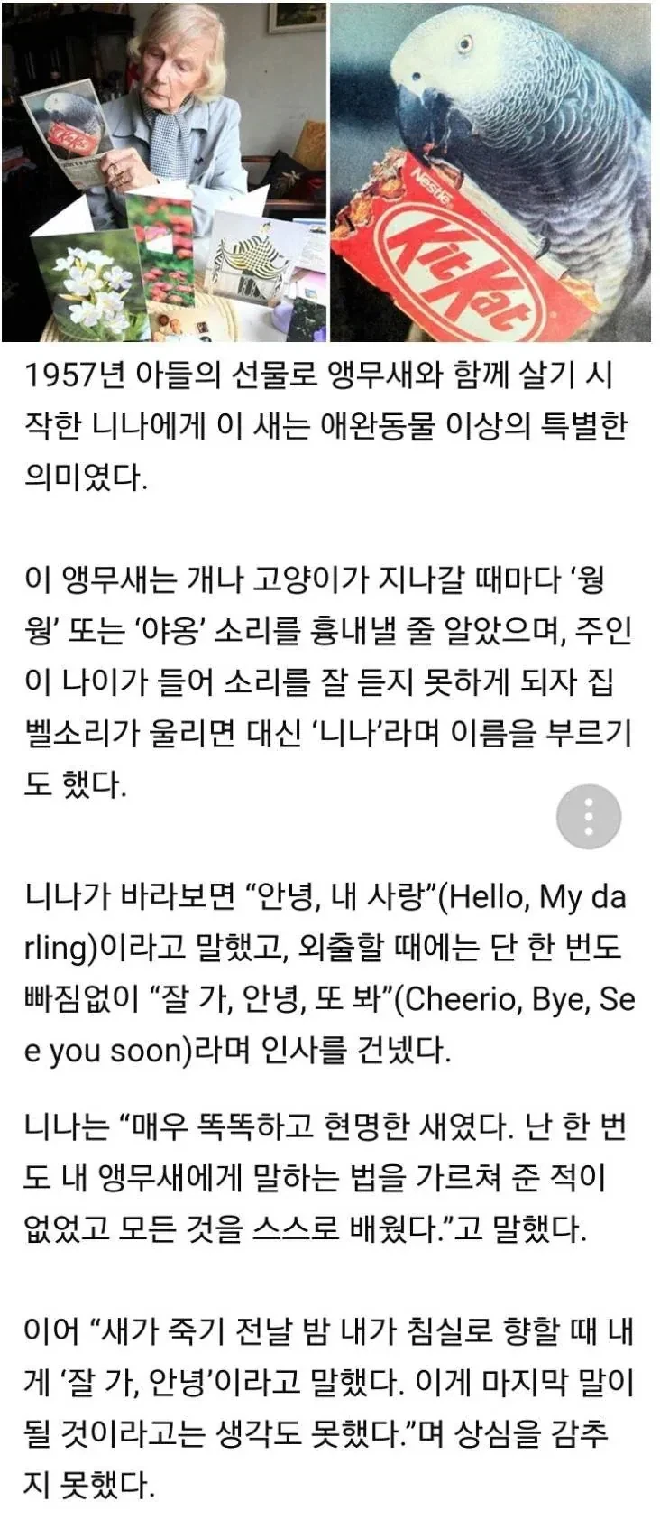 55년 살았던 앵무새의 마지막 유언_1.webp