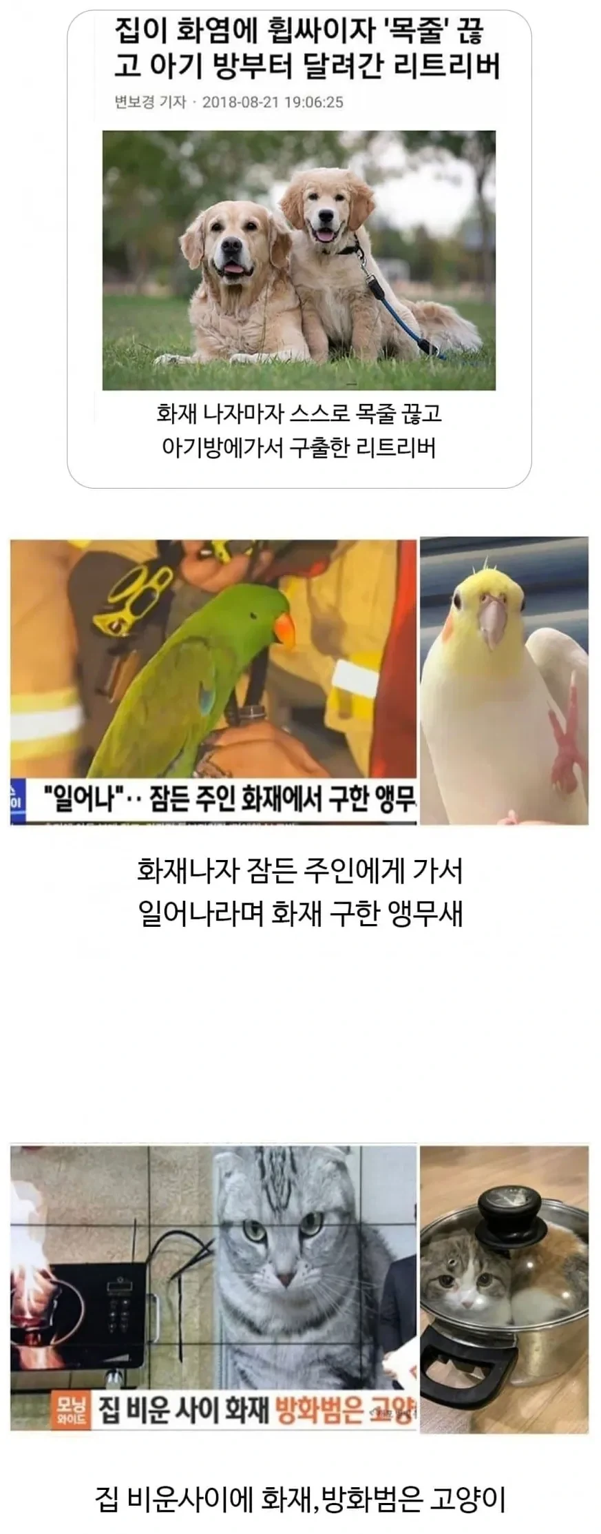 집에 불이 났을때 동물들 반응_1.webp