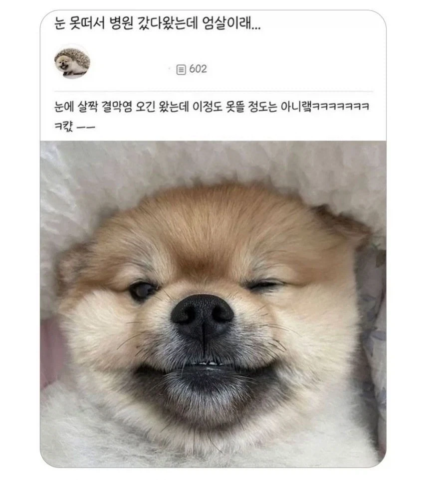 강아지가 눈을 못떠서 병원에 갔더니.jpg_1.webp