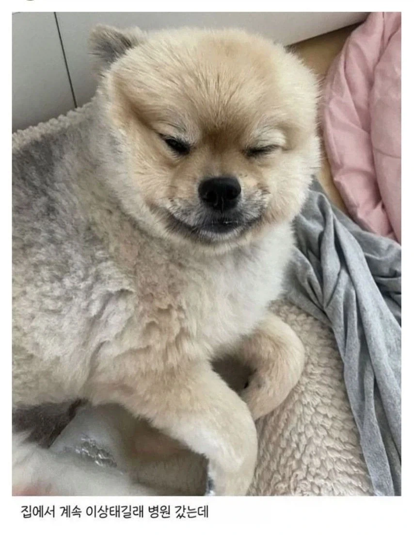 강아지가 눈을 못떠서 병원에 갔더니.jpg_2.webp