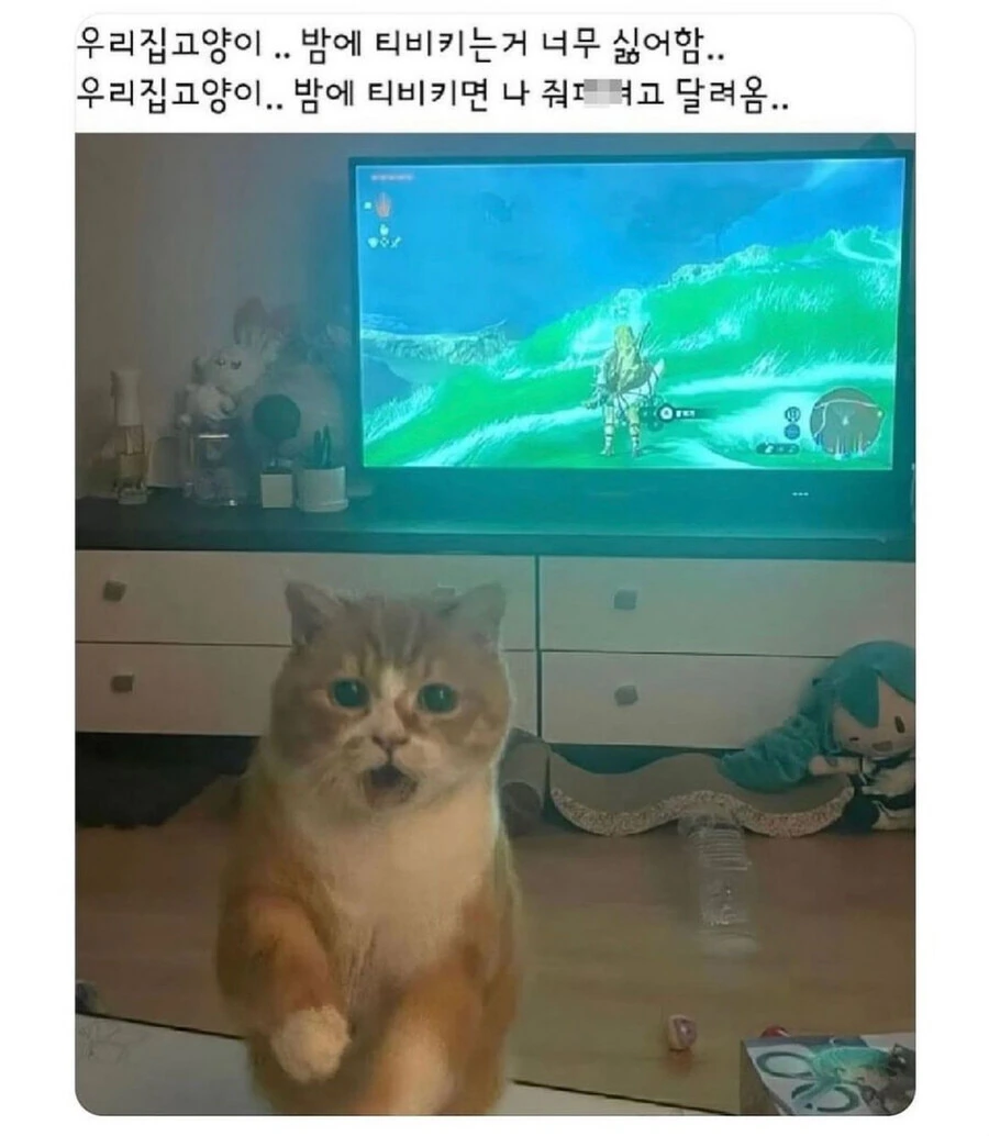 등화관제 고양이.jpg_1.jpg