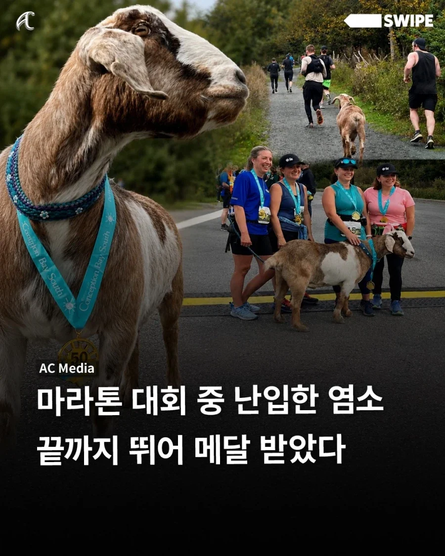 마라톤 대회 난입 염소, 끝까지 뛰어 메달까지..._1.webp
