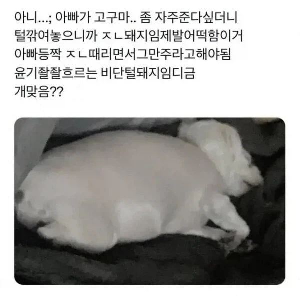 너무 살쪄서 털이라도 깎아 본 견주.jpg_1.webp