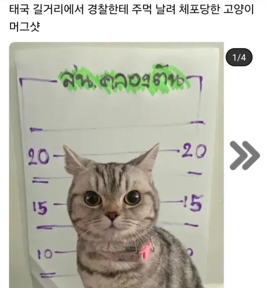 경찰관 폭행으로 체포된 태국 고양이_1.webp