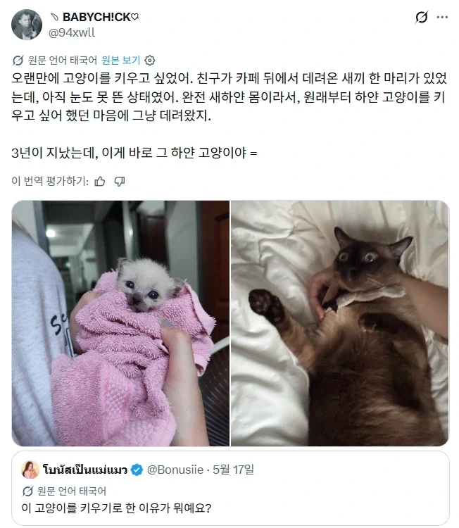 흰고양이를 키우고싶었던 집사.jpg_1.webp