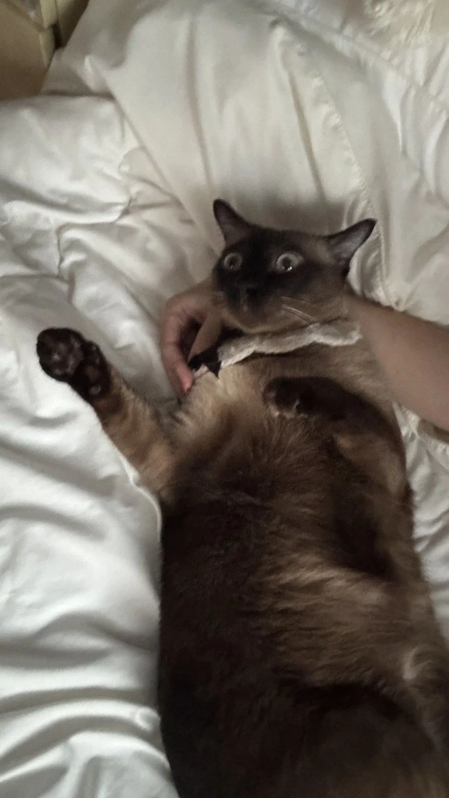 흰고양이를 키우고싶었던 집사.jpg_3.webp