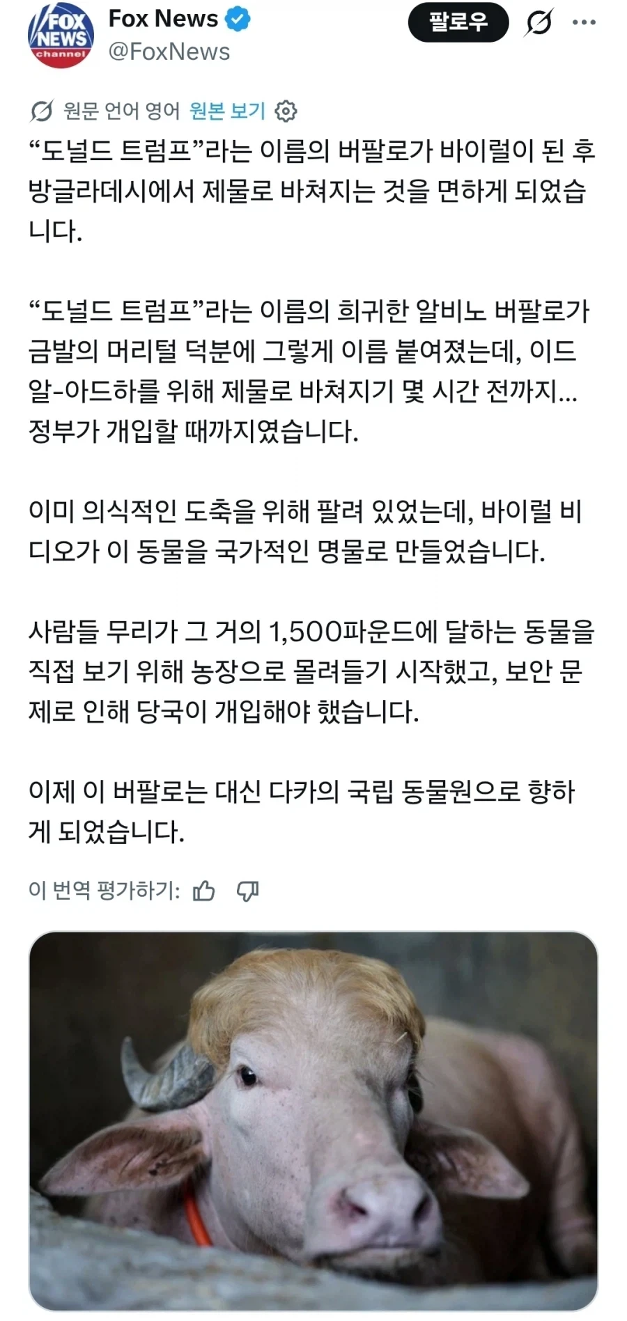 방글라데시의 도널드 트럼프라 불리는 생물_1.webp