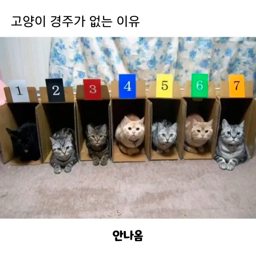 고양이 경주가 없는 이유_1.webp