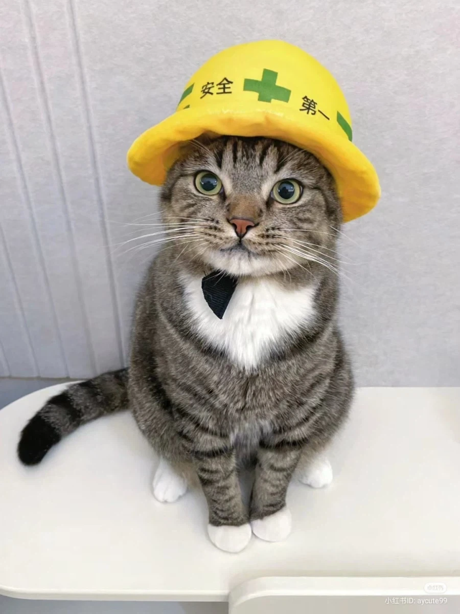현장 냥이 실사 버전_1.webp