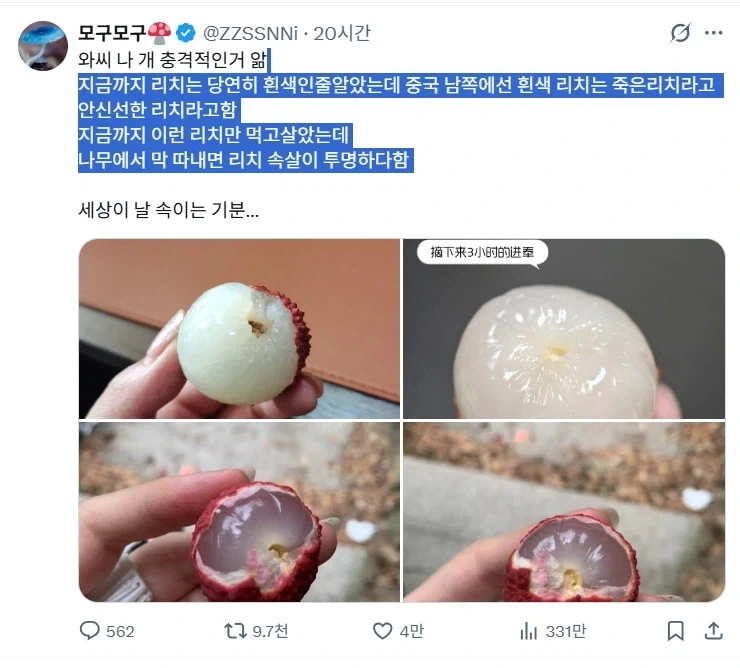흰색 리치는 죽은 리치다.jpg_3.webp