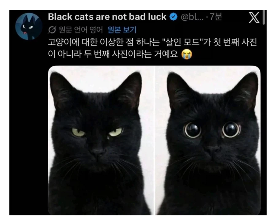 냥집사들이 냥이들에게 제일 겁 먹는 순간_1.webp