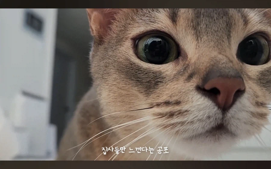 냥집사들이 냥이들에게 제일 겁 먹는 순간_2.webp