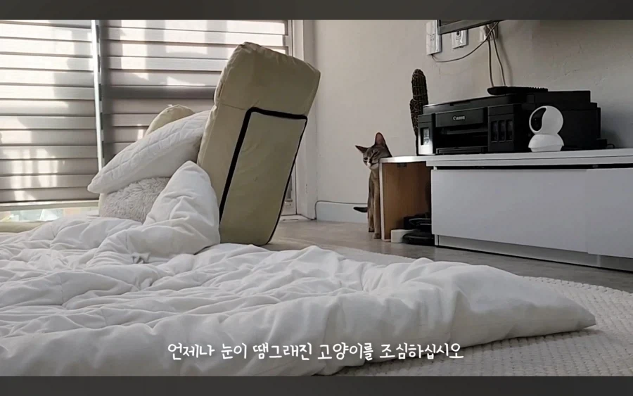 냥집사들이 냥이들에게 제일 겁 먹는 순간_4.webp