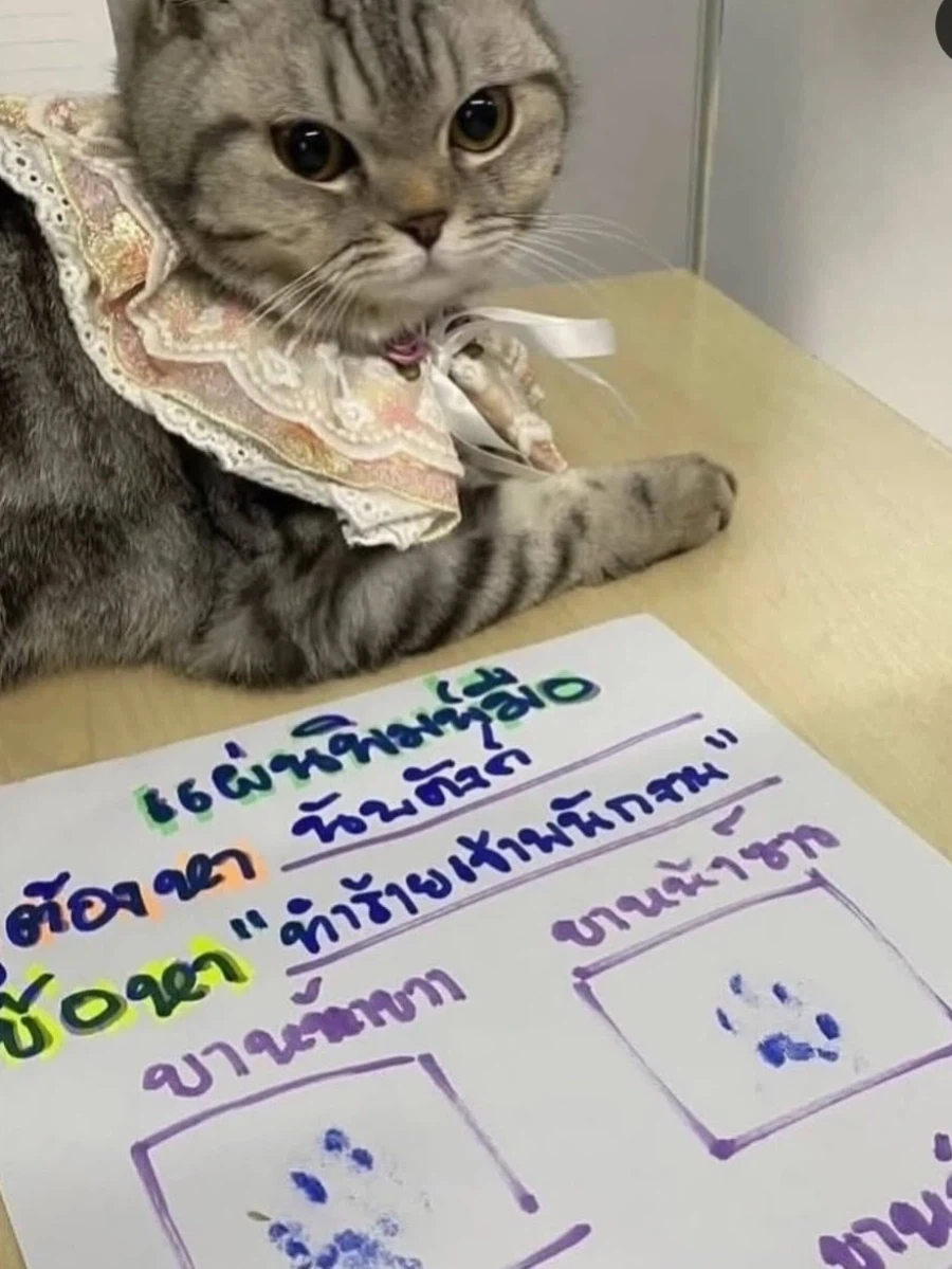 경찰을 공격하여 체포되었다는 고양이_3.webp