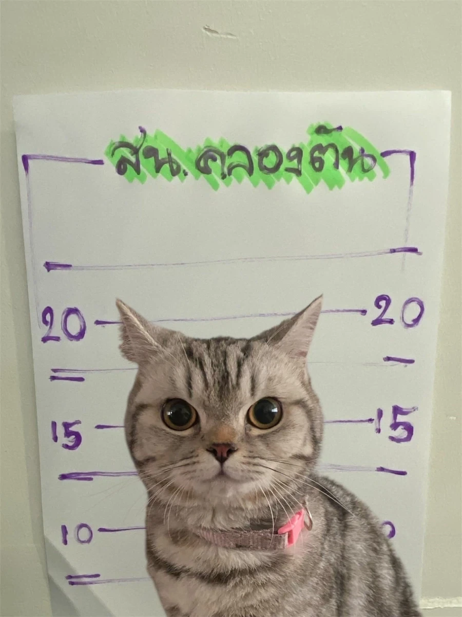 경찰을 공격하여 체포되었다는 고양이_4.webp