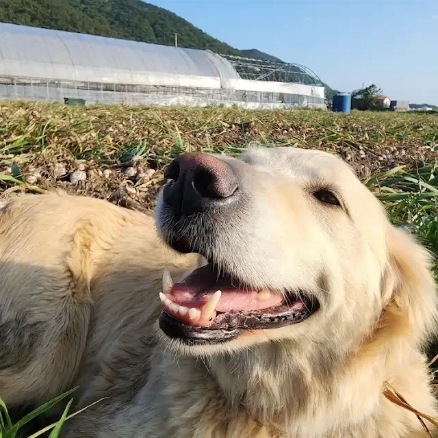 개 웃는 표정.jpg_3.webp