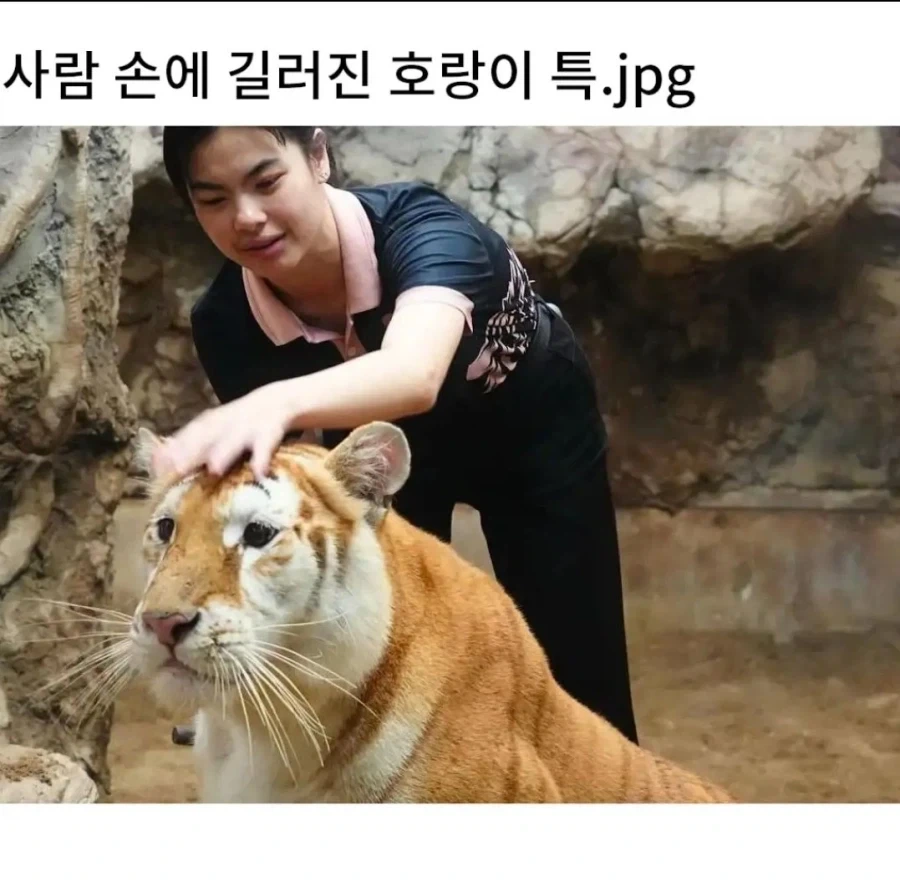 너무 순해보이는 고양이_1.webp