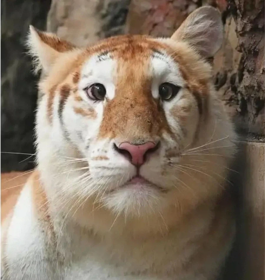 너무 순해보이는 고양이_2.webp