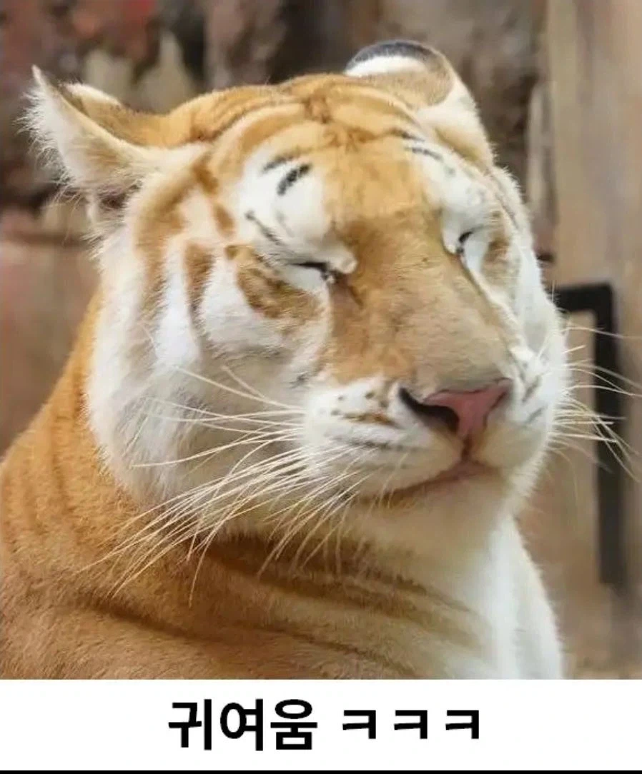 너무 순해보이는 고양이_3.webp