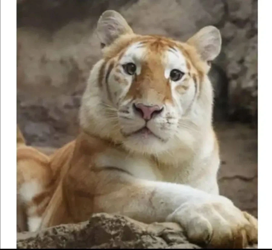 너무 순해보이는 고양이_4.webp