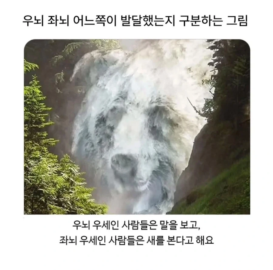 좌뇌 우뇌 발달한쪽 구분하는 그림_1.webp