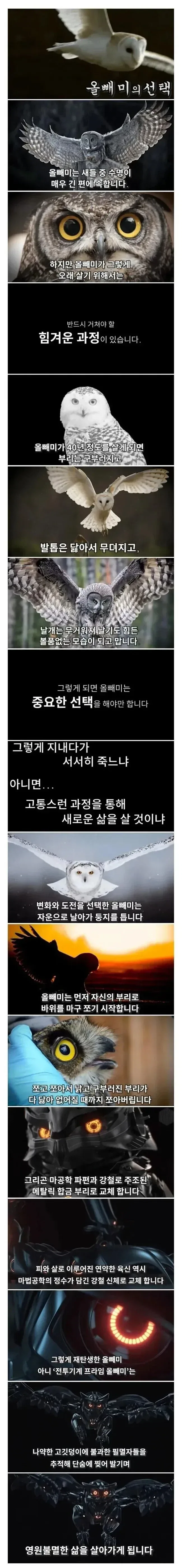 죽음을 앞둔 올빼미의 선택_1.webp