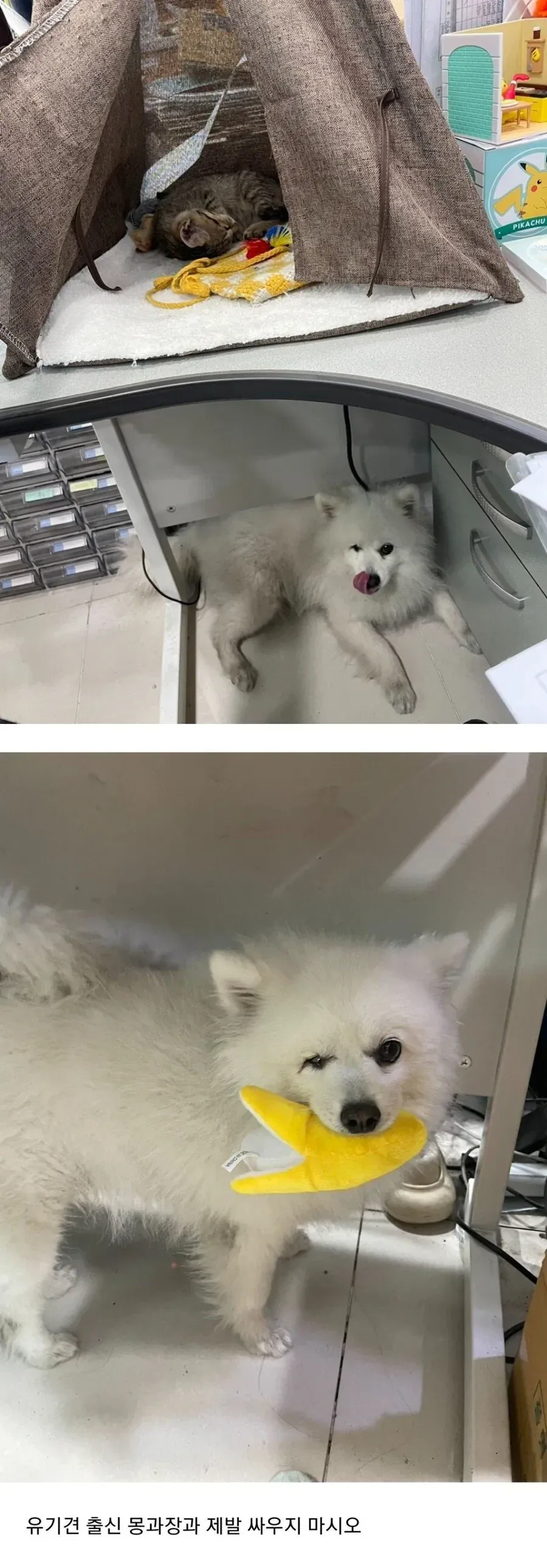얼떨결에 회사 강제 입사한 고양이_2.webp