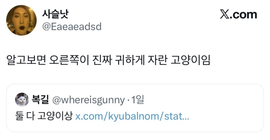 고양이상 연예인.jpg_2.webp