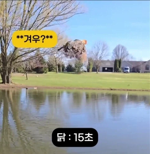 착륙 하지 않고 오래 날수 있는 새 TOP7.jpg_1.webp