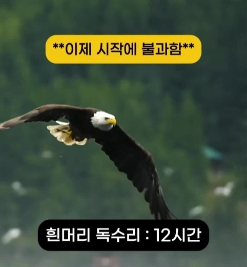 착륙 하지 않고 오래 날수 있는 새 TOP7.jpg_3.webp