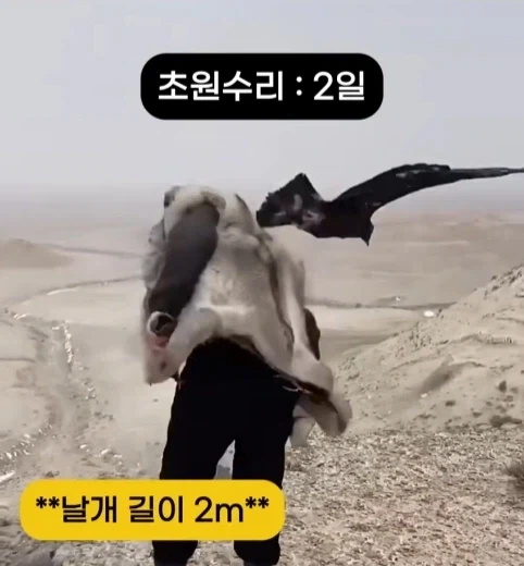 착륙 하지 않고 오래 날수 있는 새 TOP7.jpg_4.webp