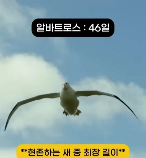 착륙 하지 않고 오래 날수 있는 새 TOP7.jpg_6.webp