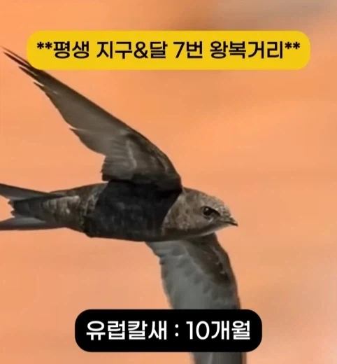 착륙 하지 않고 오래 날수 있는 새 TOP7.jpg_7.webp